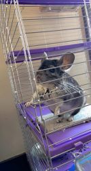 FOR THE LOVE OF CHINCHILLAS