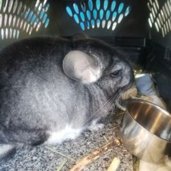 Selling a8 month old chinchilla