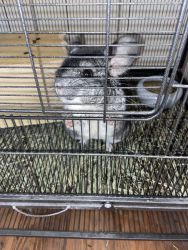 Female Chinchilla with cage and extra stuff
