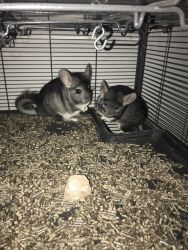Chinchillas- Two Adorable Brothers