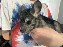 Snickers the Chinchilla! Includes everything pictured!