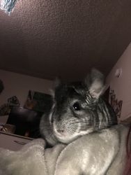 rehoming a chinchilla