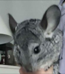 Male chinchilla for sale by owner 8 months old