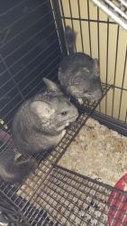 Young sister chinchillas