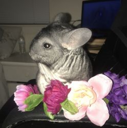 Female chinchilla with custom cage, food, and accessories!