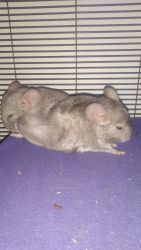 3 Chinchillas looking for homes