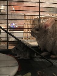 Chinchillas In need of a new home