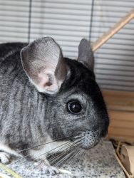 2 Beautiful Girl Chinchillas - Cage & Food Included