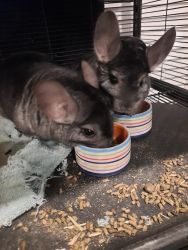 Rehoming 2 Male chinchilla's