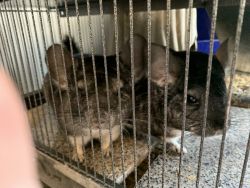Brother Chinchillas for sale