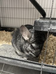 Chinchilla Cage and food included