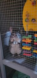 Chinchilla For Sale, 2 years old, Male
