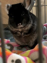 Chinchilla with huge cage and all the supplies