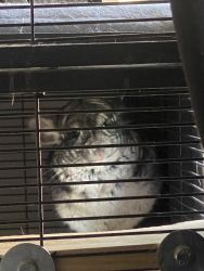 2 UNBONDED chinchillas for sale with critter nation 2 story cage