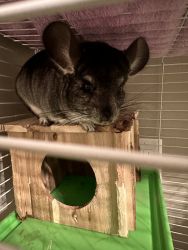 Chinchilla with cage and everything you need for sale