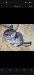 Chinchillas for sale (4 8 weeks