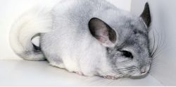 Exotic Mosaic Chinchillas for Sale