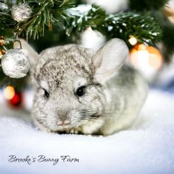 BABY CHINCHILLAS - All Colors! Brooke’s Bunny Farm