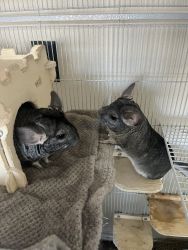 2 Chinchilla sisters with cage