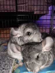 Chinchillas for sale! Must be sold together as they are brothers ♥️