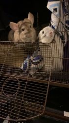 Beige and White chinchillas (Bonded Females)