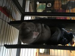 2 chinchillas for sale. Comes with cage