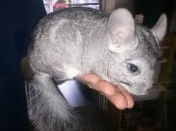 2 baby chinchillas for sale