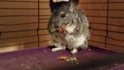 2 chinchillas to rehome with cage Abilene