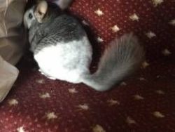 Is Your Chinchilla In Need Of A Friend