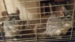 2 Lively Chinchillas For Sale With Cage
