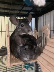 Paired Male Chinchillas , Cage and supply