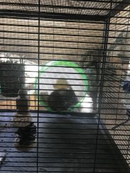 Male chinchilla needs rehomed