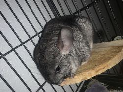 Beautiful female chinchilla well taken car of and very playful
