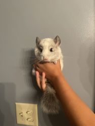 Mosaic Extreme Chinchilla for sale