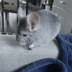 Two girl chinchillas for sale