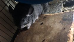 Chinchillas for sale male and white females