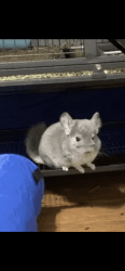 One year old violet male Chinchilla