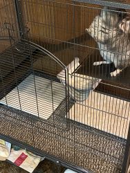 11 Month old Chinchilla and Cage for Sale
