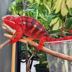 We offer exotic reptiles at absolute rock-bottom prices