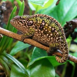 Panther Chameleons and Turtles