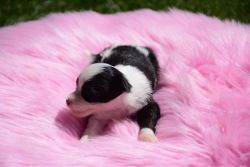 Chinese Crested Female Puppy