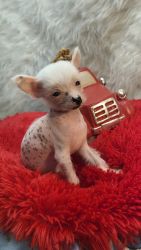 Chinese Crested hairless male puppy