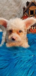 Chinese Crested male puppy blue eyes