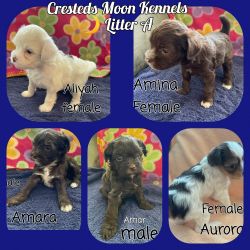 Chinese Crested Puppies for Sale