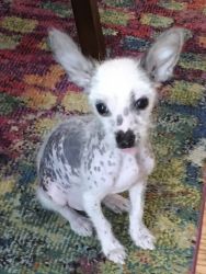 Adorable Chinese crested puppy