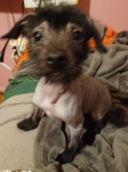 Chinese Crested and Chihuahua mix