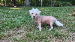 CKC Chinese Crested HHL