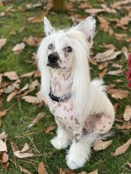 1 year and half Chinese crested