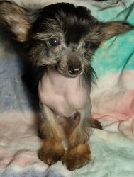 Hairless Chinese Crested Puppy