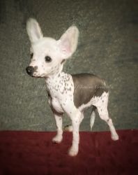 Male True Hairless Chinese Crested